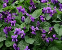 Viola odorata Kır menekşe mor menekşe fidesilı