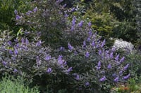 Vitex trifolia purpurea mor yapraklı hayıt