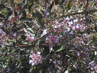 Vitex trifolia purpurea mor yapraklı hayıt