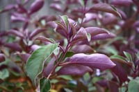 Vitex trifolia purpurea mor yapraklı hayıt