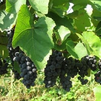 Vitis labrusca isabella Karadeniz Laz üzümü