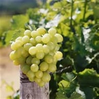 Vitis vinifera Amasya Beyazı Asma fidanı