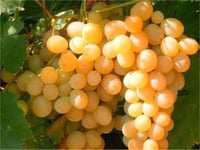 Vitis vinifera Atasarısı Asma fidanı