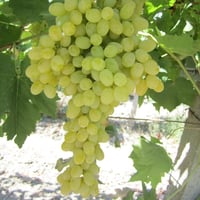 Vitis vinifera Barış Asma fidanı