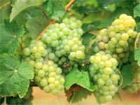 Vitis vinifera Çavuş Asma Üzüm fidanı
