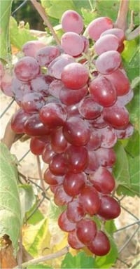Vitis vinifera Crimson seedless Asma fidanı