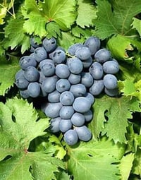 Vitis vinifera Dimrit Asma fidanı