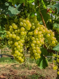 Vitis vinifera Early Sweet Asma fidanı