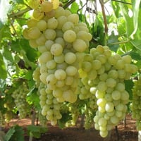 Vitis vinifera Erenköy Beyazı Asma fidanı