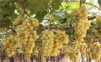 Vitis vinifera Hafız Ali Asma Üzüm fidanı