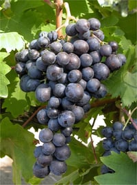 Vitis vinifera Hamburg Misketi Asma fidanı