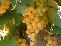 Vitis vinifera İtalia İtalyan Asma fidanı