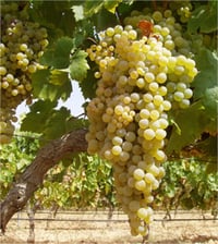 Vitis vinifera İzmir çekirdeksizi Asma Üzüm fidanı