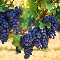 Vitis vinifera Kozak Siyahı Asma fidanı
