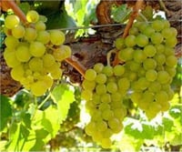 Vitis vinifera Kürt Asma Üzüm fidanı