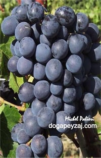 Vitis vinifera Michel Palieri Asma fidanı