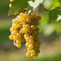 Vitis vinifera Müşkülo Asma fidanı