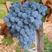 Vitis vinifera Öküz Gözü Asma fidanı