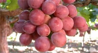 Vitis vinifera Red Globe Asma fidanı