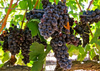 Vitis vinifera Tekirdağ Çekirdeksiz Asma Üzüm fidanı