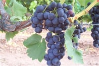 Vitis vinifera Trakya İlkeren Yalova Karası Prima Asma fidanı