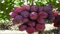 Vitis vinifera Uslu Asma Üzüm fidanı