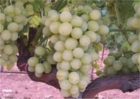 Vitis vinifera Yalova incisi Asma fidanı