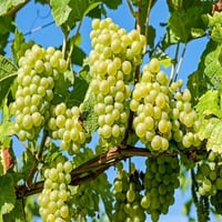 Vitis vinifera Yalova incisi Asma fidanı