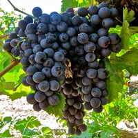 Vitis vinifera Yalova Misketi Asma fidanı