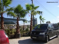 Washingtonia robusta Palmiye fidanı
