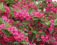 Weigela Bristol ruby Kırmızı vangelya fidanı