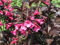 Weigela florida Alexandra Kırmızı Elmaziye fidanı