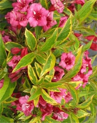 Weigela florida Brigela Sarı Alacalı Elmaziye fidanı