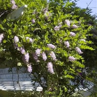 Wisteria aunt dee Morsalkım Mor Salkım fidanı