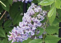 Wisteria aunt dee Morsalkım Mor Salkım fidanı