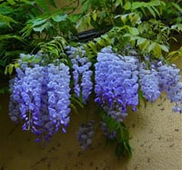Wisteria floribunda Blue dream Mavi rüya Morsalkım mor salkım fidanı