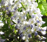 Wisteria floribunda Lawrence Morsalkım Mor Salkım fidanı