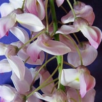 Wisteria floribunda Lipstick Morsalkım Mor Salkım fidanı