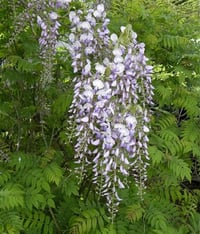 Wisteria floribunda Mauve Morsalkım Mor Salkım fidanı