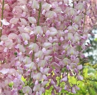 Wisteria floribunda Rosea Pembe Çiçek Morsalkım Mor Salkım fidanı