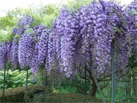 Wisteria floribunda Vio. plena morsalkım Katlı mor salkım fidanı