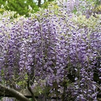 Wisteria formosa Morsalkım Mor Salkım fidanı