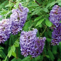 Wisteria frutescens Amethyst falls Bodur Mor salkım Amerikan morsalkım fidanı