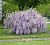 Wisteria frutescens Amethyst falls Bodur Mor salkım Amerikan morsalkım fidanı