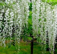 Wisteria sinensis Alba Beyaz Morsalkım Mor Salkım fidanı