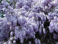 Wisteria sinensis Kokulu Çin Morsalkım Mor Salkım fidanı
