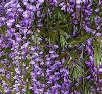 Wisteria sinensis Prematura Morsalkım Mor Salkım fidanı
