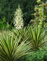 Yucca aloifolia variegata Yuka fidanı