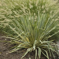 Yucca filamentosa Bright edge Yuka fidanı