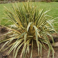 Yucca filamentosa Bright edge Yuka fidanı